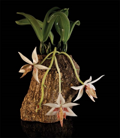 Nghệ thuật tạo hình bằng thủy tinh